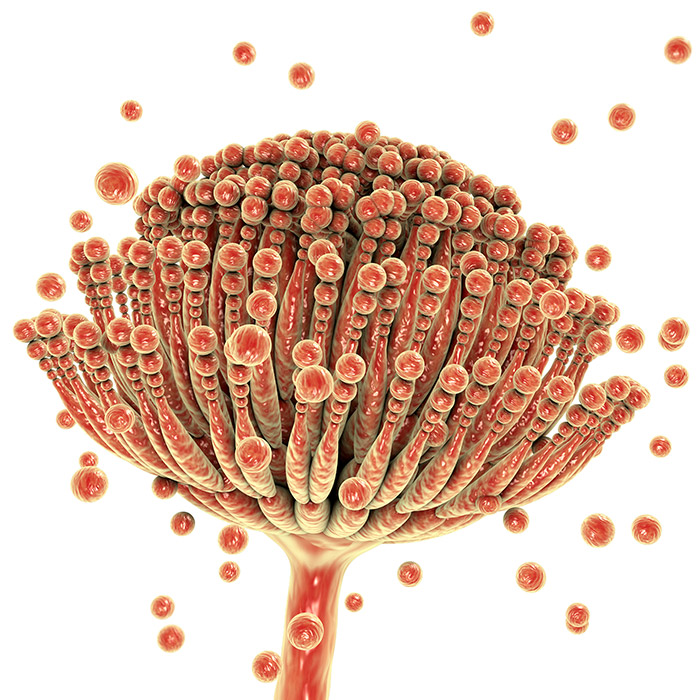 Aflatoxins reduce productivity and yield.