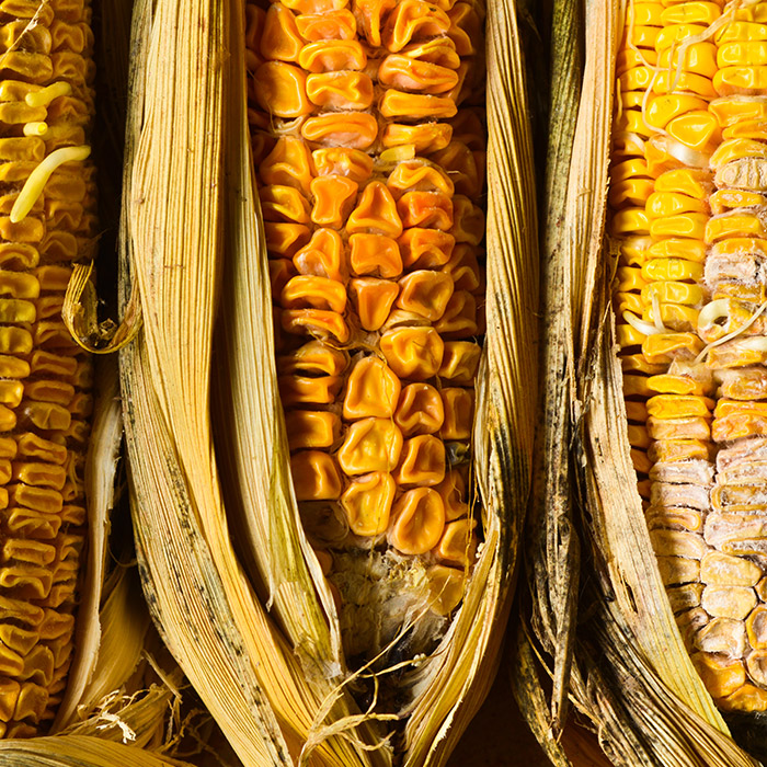 Mycotoxins in corn