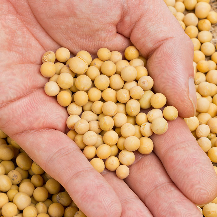 How to identify GMO Soybeans