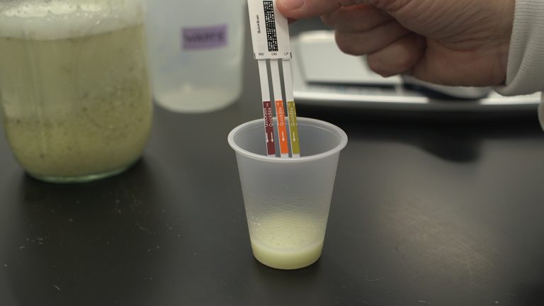 gmo soybean test